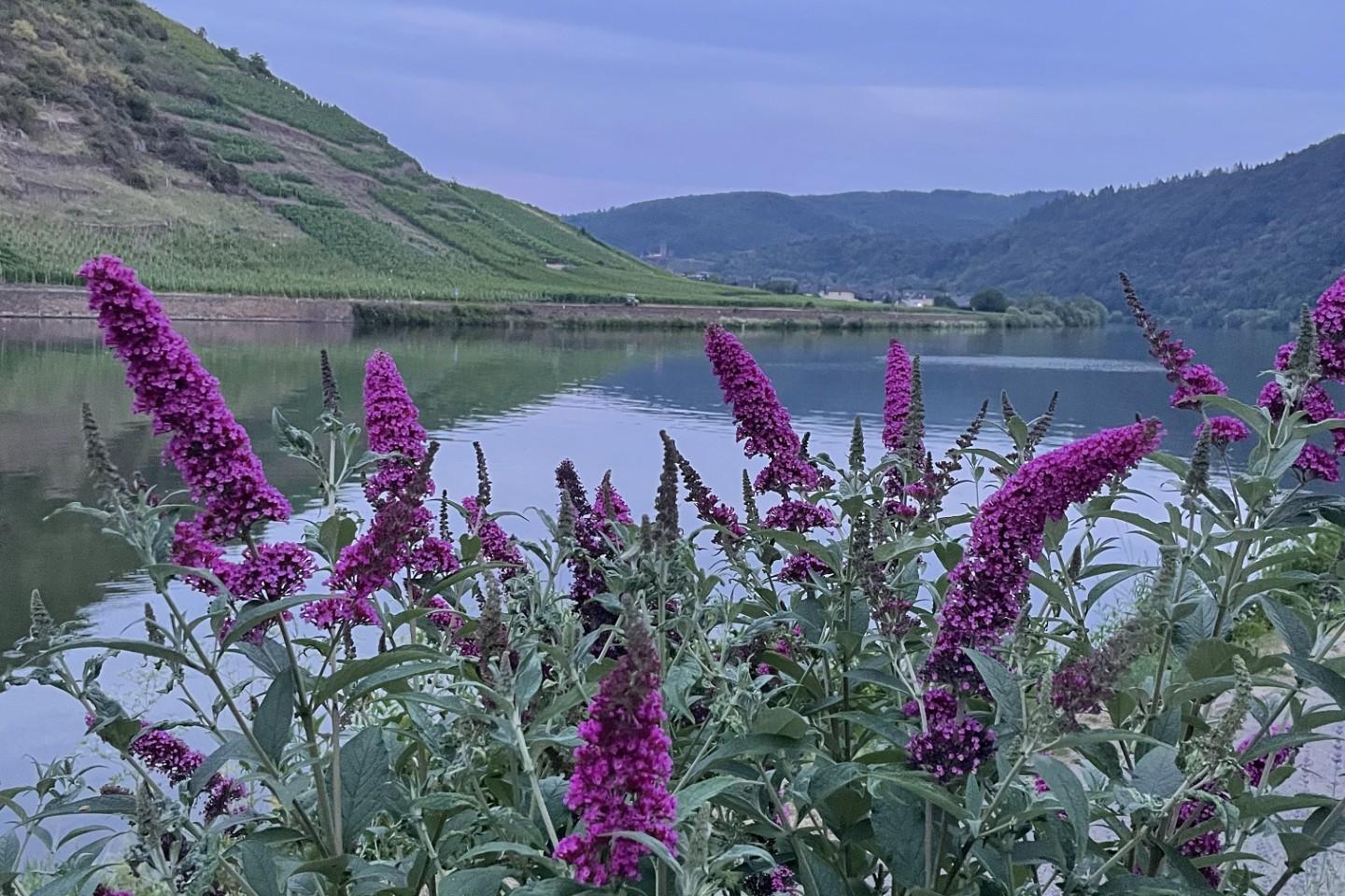 Mosel