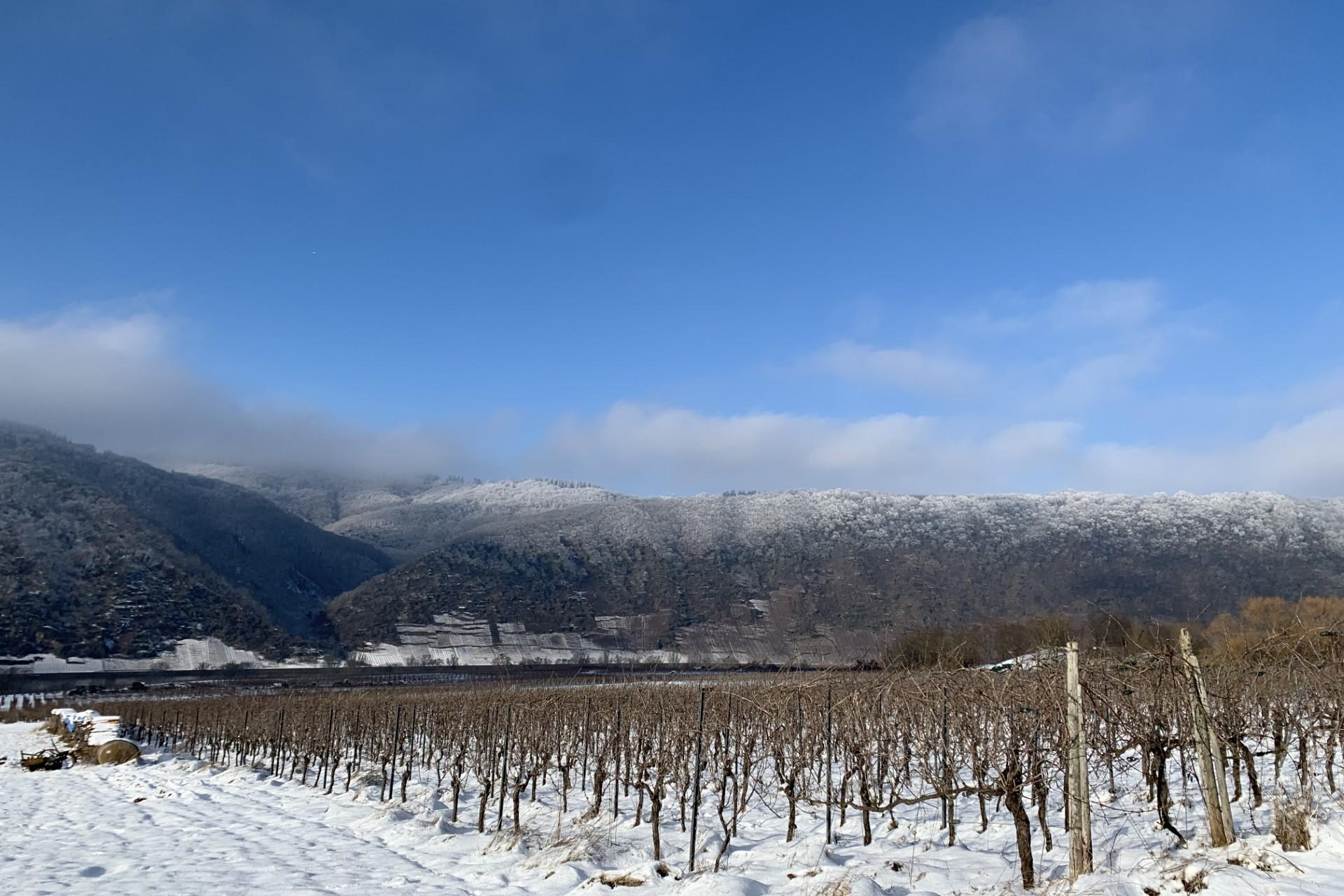 Weinberge im Schnee
