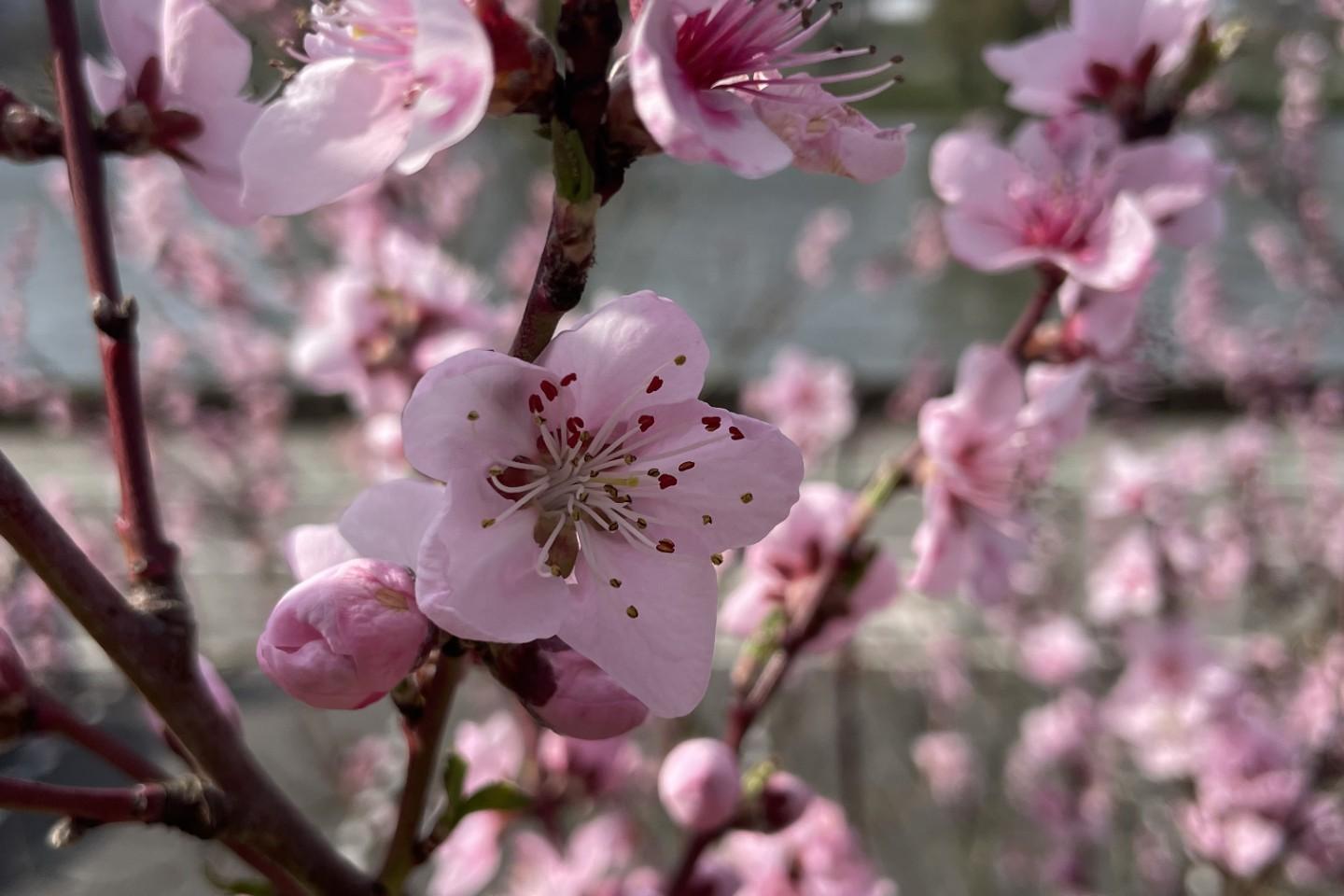 Weinbergspfirsichblüte in Beilstein